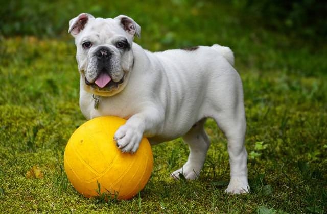 Totino Addestramento E Pensione Per Cani